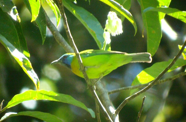 Blue-masked Leafbird - ML729023