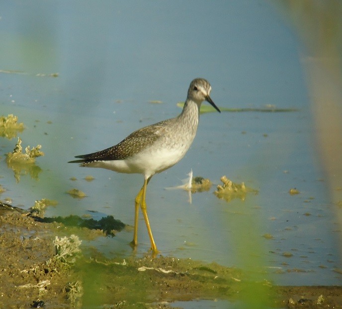 Lesser Yellowlegs - ML72902721