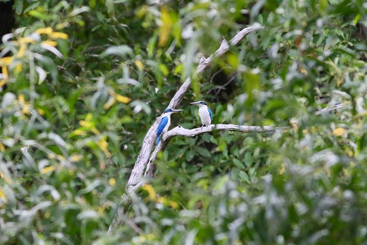 Collared Kingfisher - ML72903171