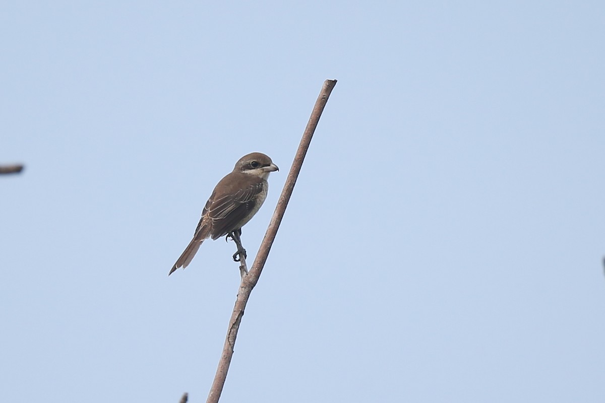 Brown Shrike - Ting-Wei (廷維) HUNG (洪)