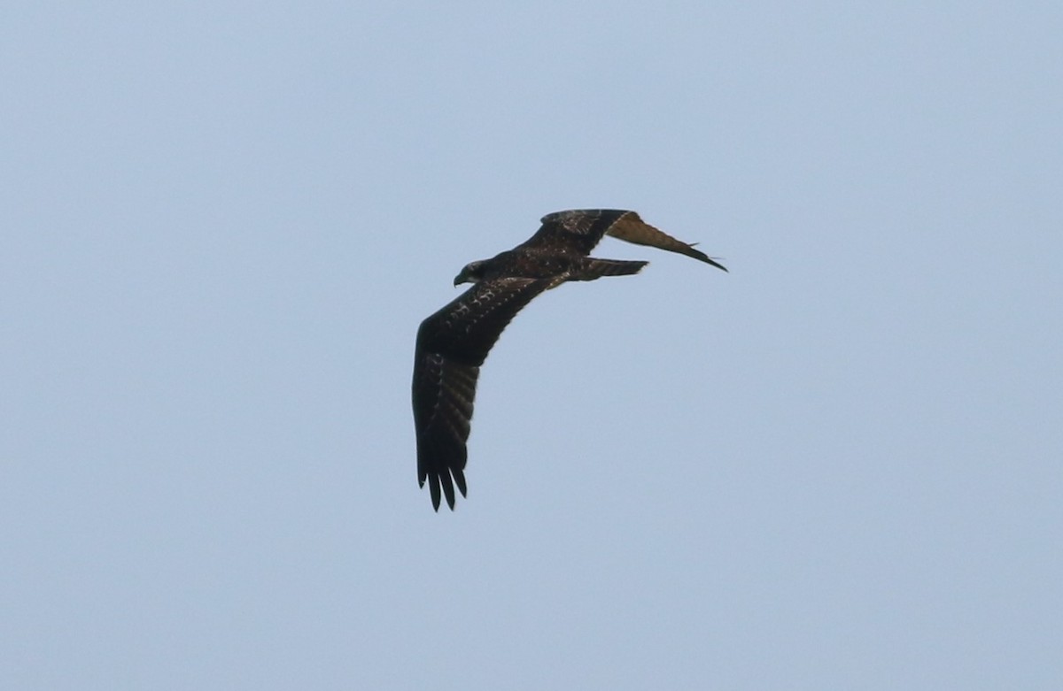 Osprey - Alexandre Hespanhol Leitão