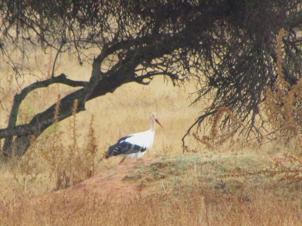 White Stork - Bruce Kerr