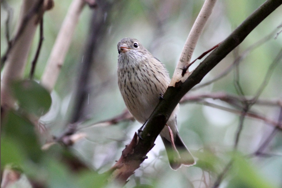 Rufous Whistler - ML72904741