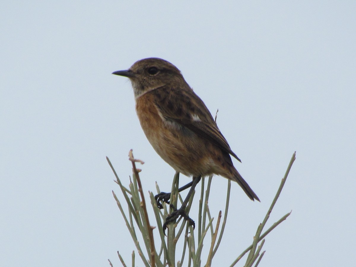 European Stonechat - Bruce Kerr