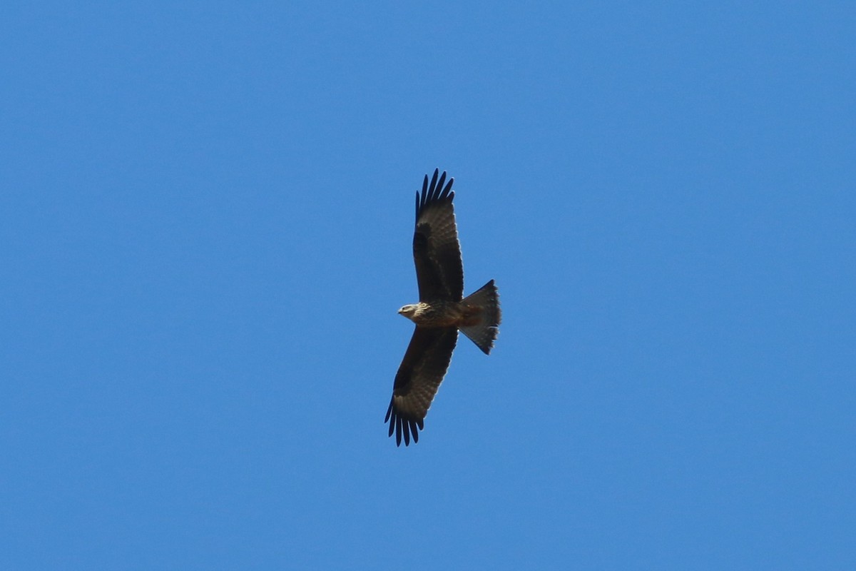 Black Kite - Alexandre Hespanhol Leitão