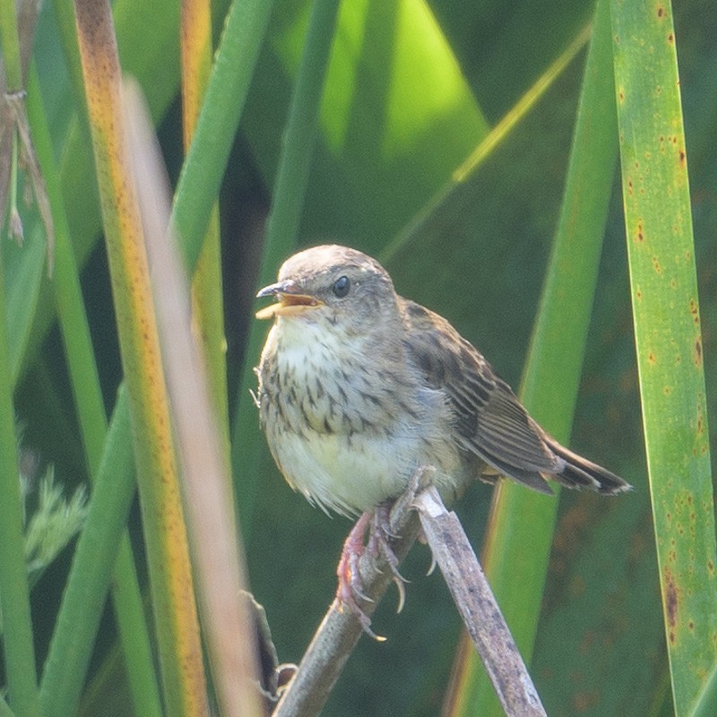 Pallas's Grasshopper Warbler - ML72906771