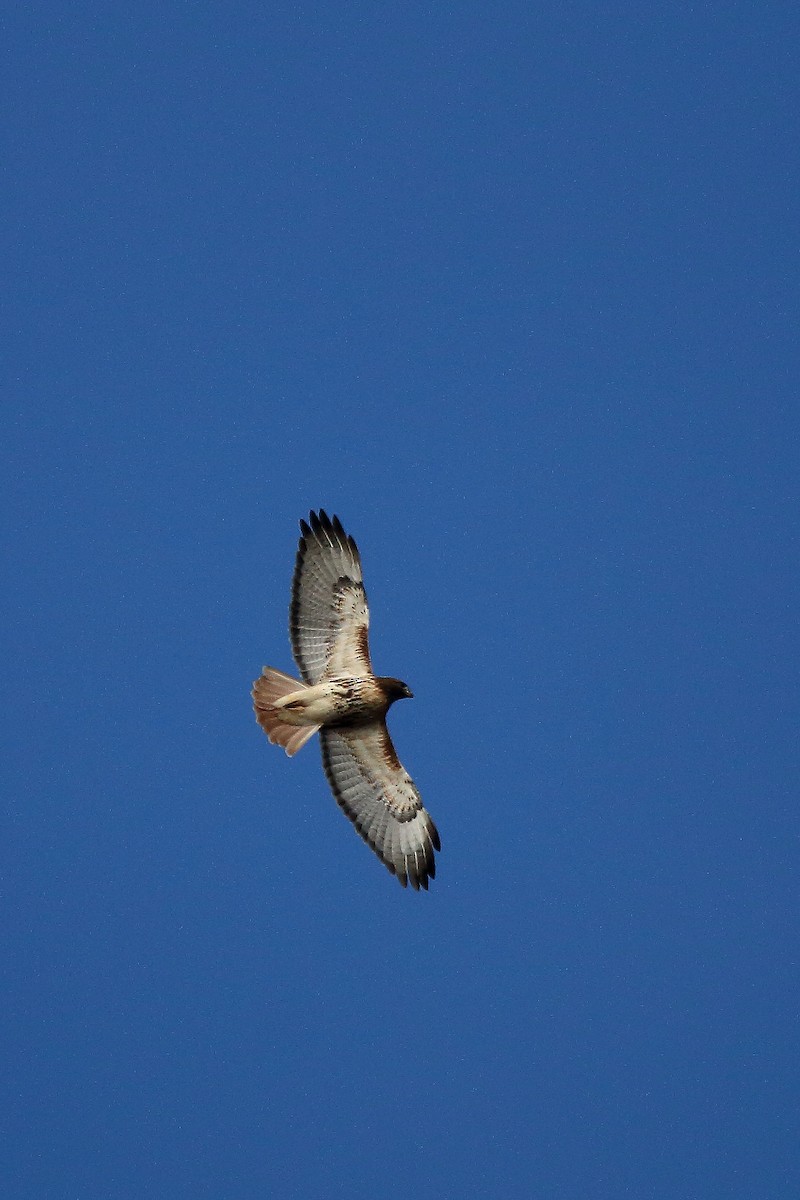 Red-tailed Hawk - ML72908081