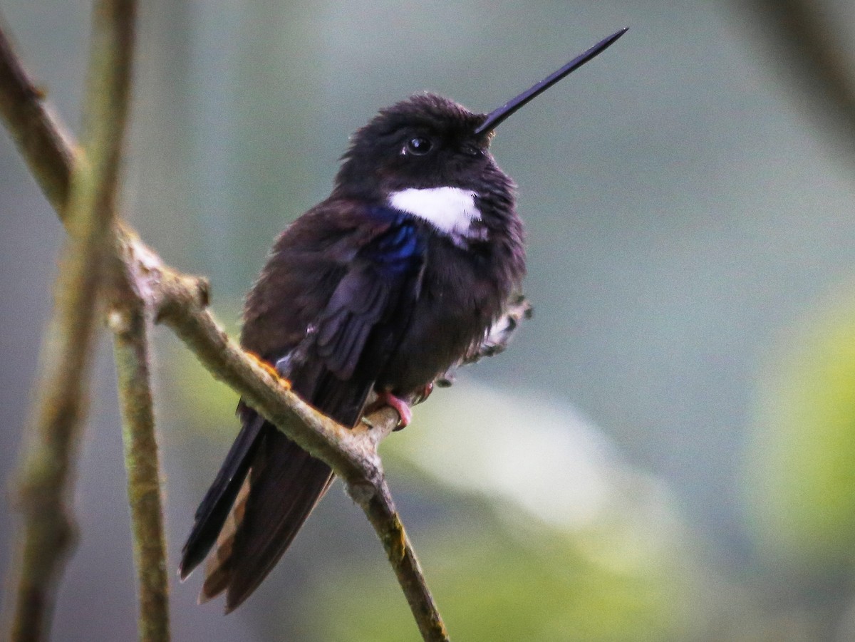 Black Inca - Coeligena prunellei - Birds of the World