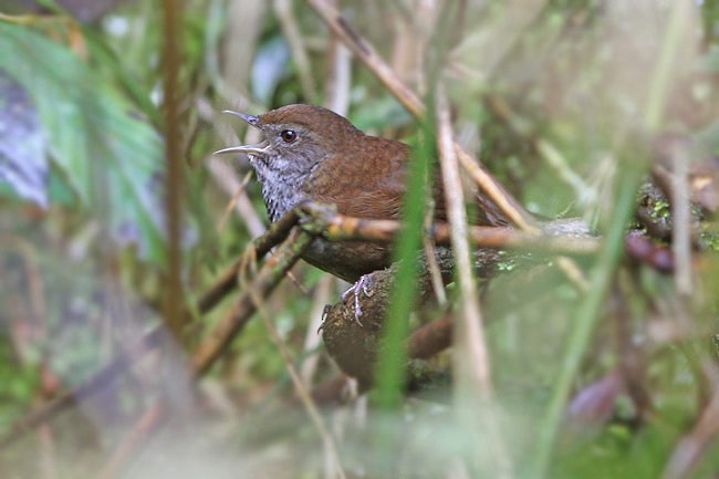 Friendly Bush Warbler - James Eaton