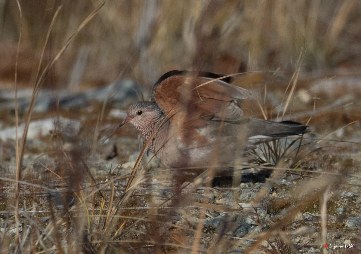 Common Ground Dove - Suzanne Labbé