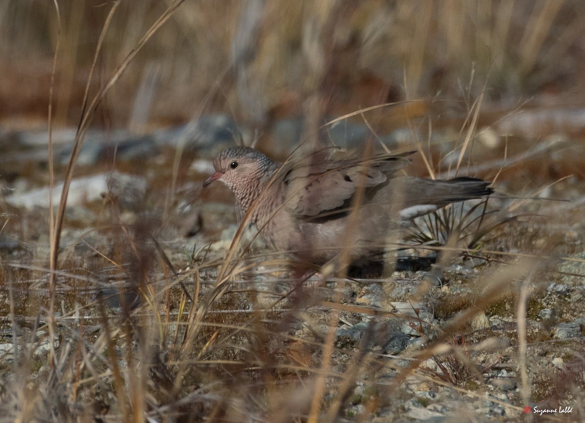 Common Ground Dove - ML72909401