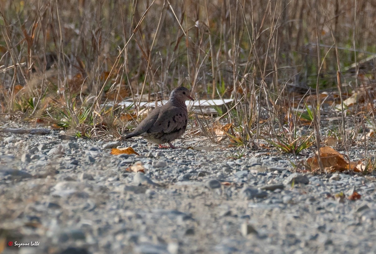 Common Ground Dove - ML72909411