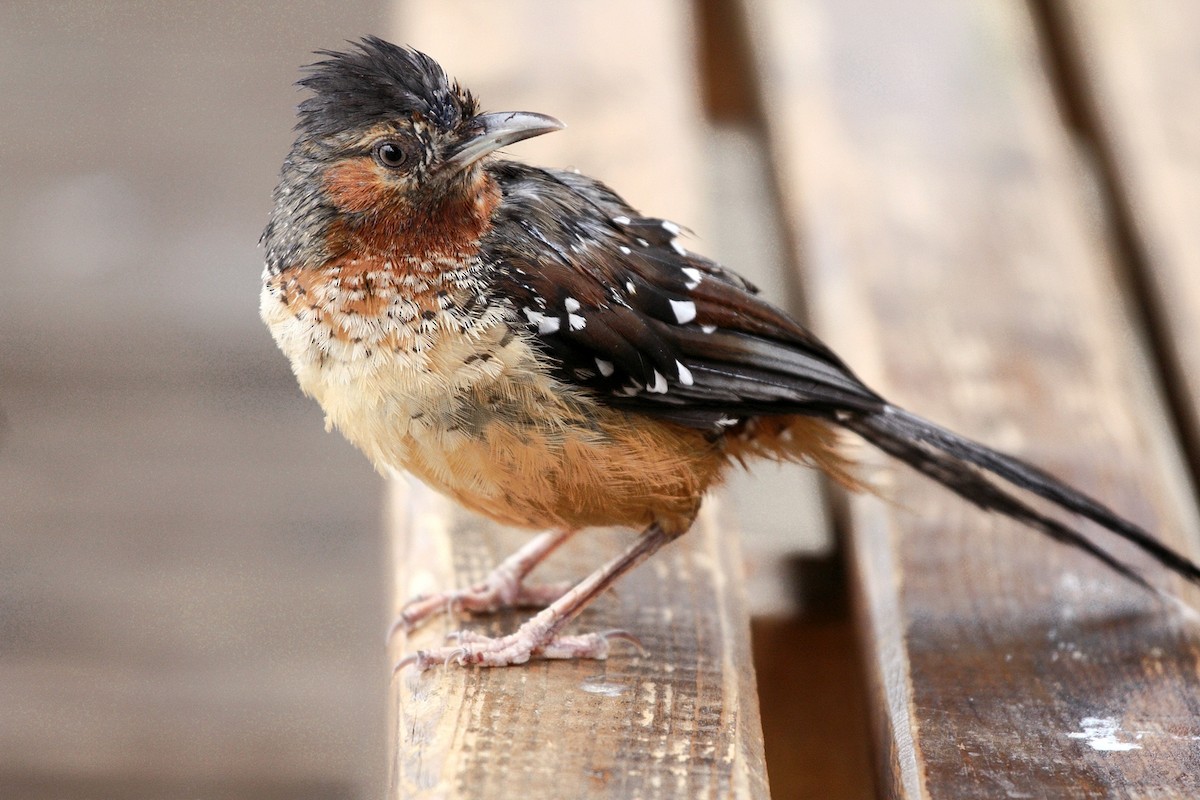 Giant Laughingthrush - Anonymous