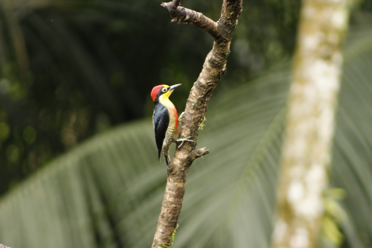 Yellow-fronted Woodpecker - ML72911161