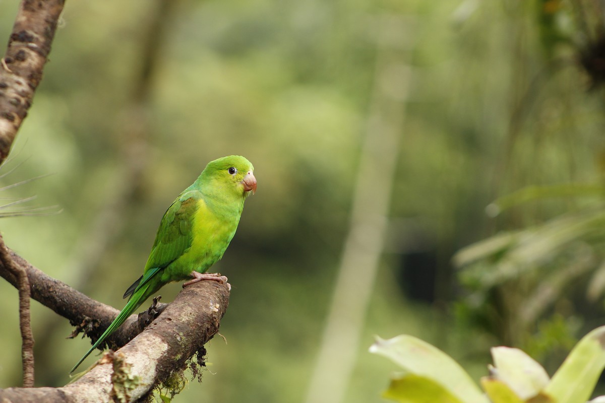 Plain Parakeet - ML72911171