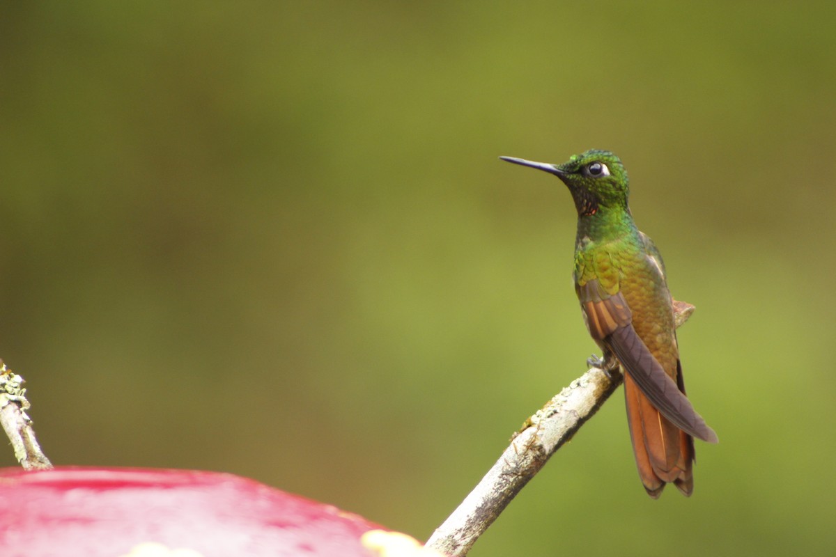 kolibřík brazilský - ML72911251