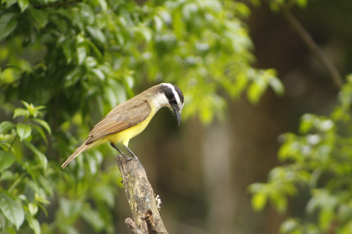 Great Kiskadee - ML72911271