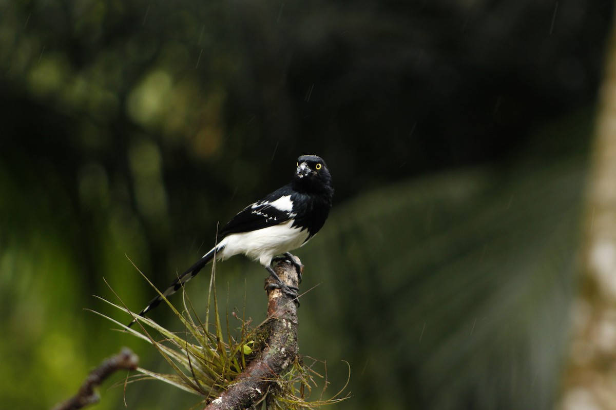 Magpie Tanager - ML72911301