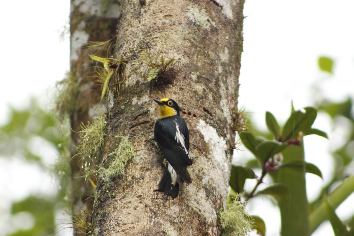 Yellow-fronted Woodpecker - ML72911321