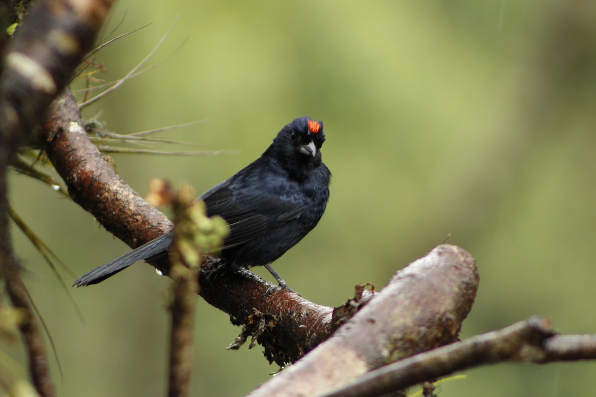 Ruby-crowned Tanager - ML72911401