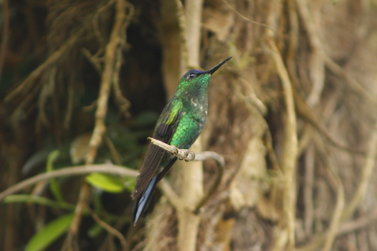 Violet-capped Woodnymph - ML72911471