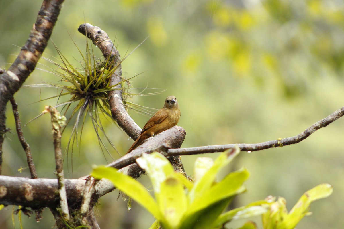 Ruby-crowned Tanager - ML72911501