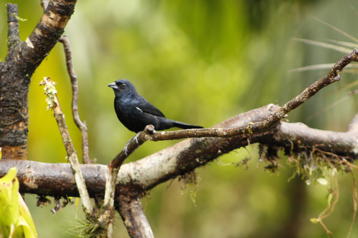 Ruby-crowned Tanager - ML72911571