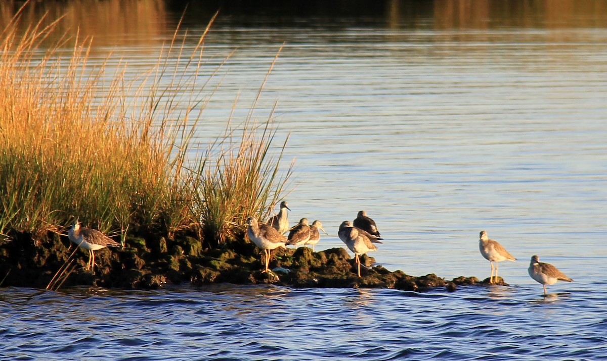 Greater Yellowlegs - ML72911691