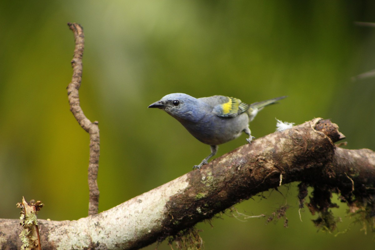 Golden-chevroned Tanager - ML72911721