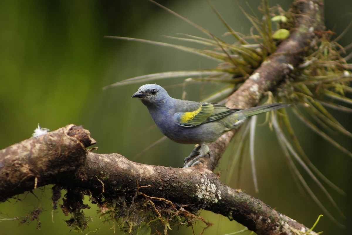 Golden-chevroned Tanager - ML72911741