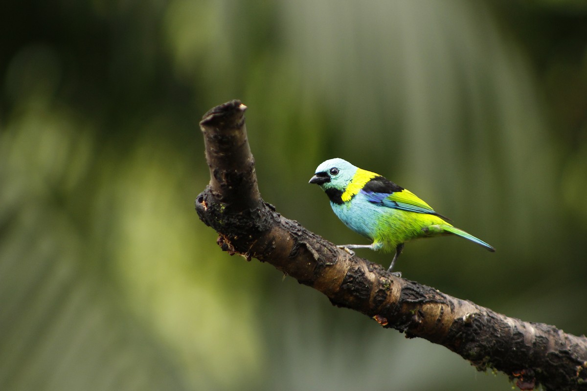 Green-headed Tanager - ML72911751