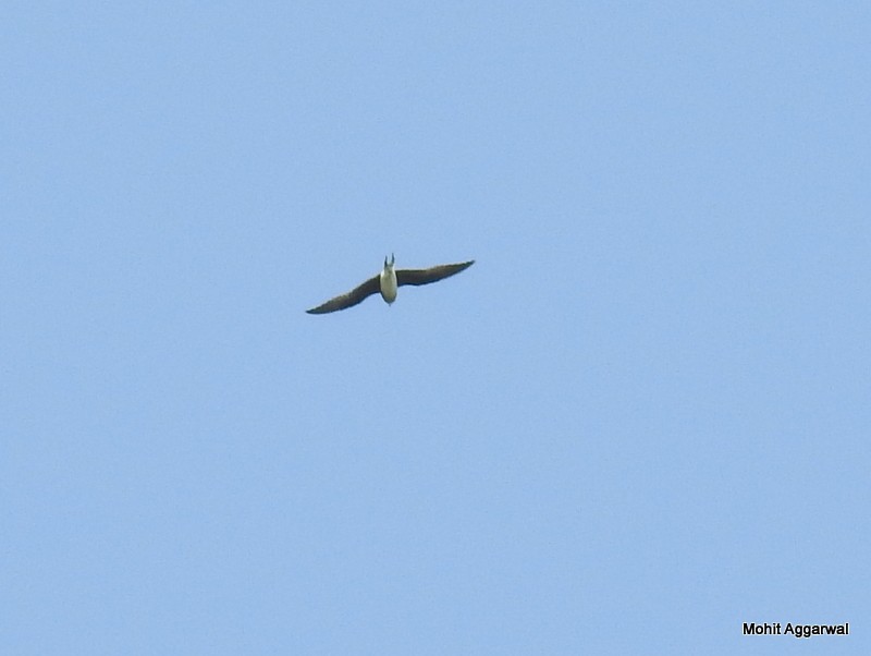 Collared Pratincole - ML72911931