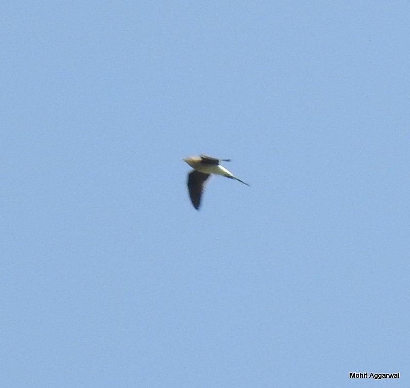 Collared Pratincole - ML72911941