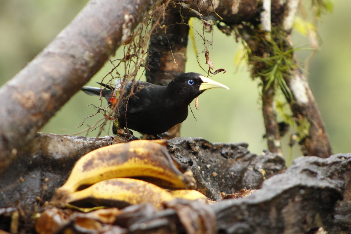 Red-rumped Cacique - ML72911991