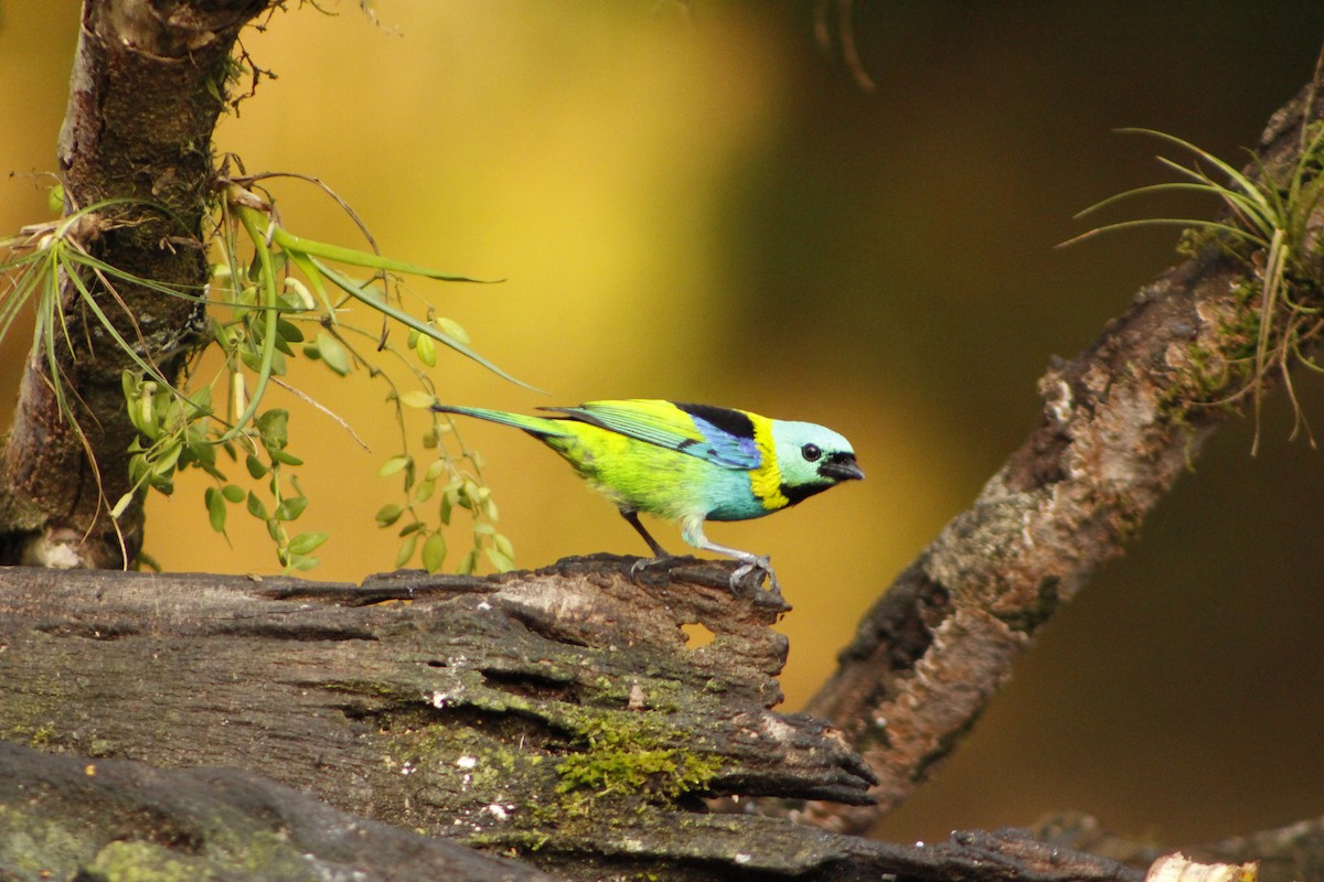 Green-headed Tanager - ML72912131
