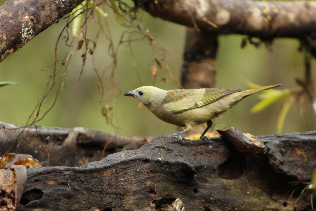 Palm Tanager - ML72912201