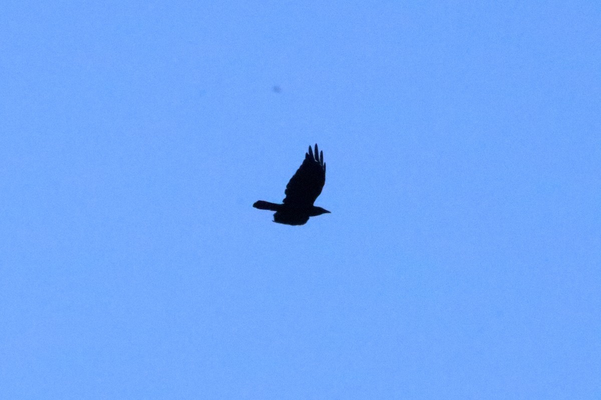 Fish Crow - ML72913081