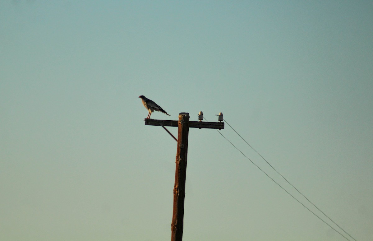 Pale Chanting-Goshawk - ML72913141