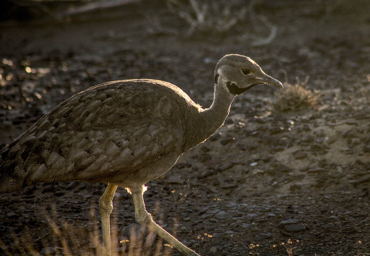 Karoo Bustard - Callum Evans