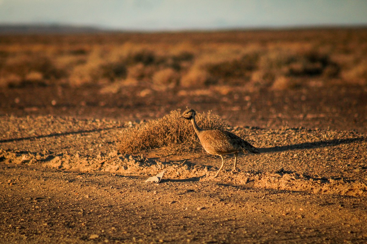 Karoo Bustard - Callum Evans