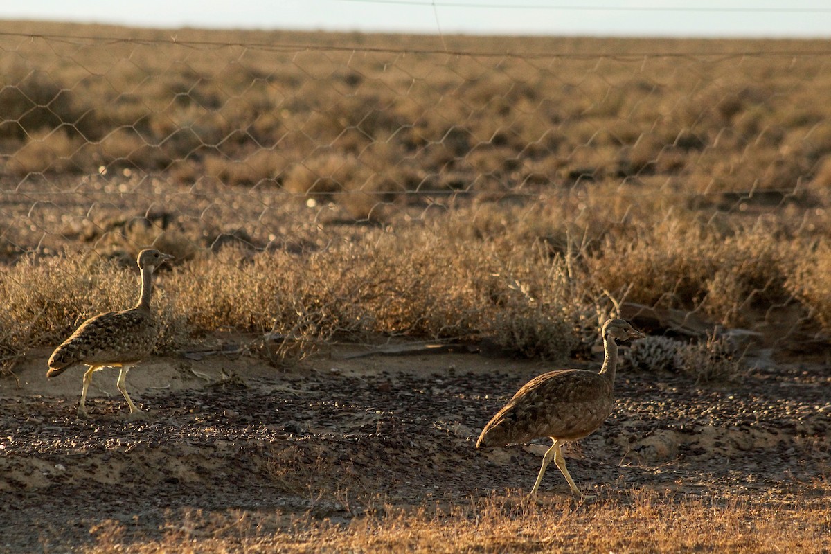 Karoo Bustard - Callum Evans