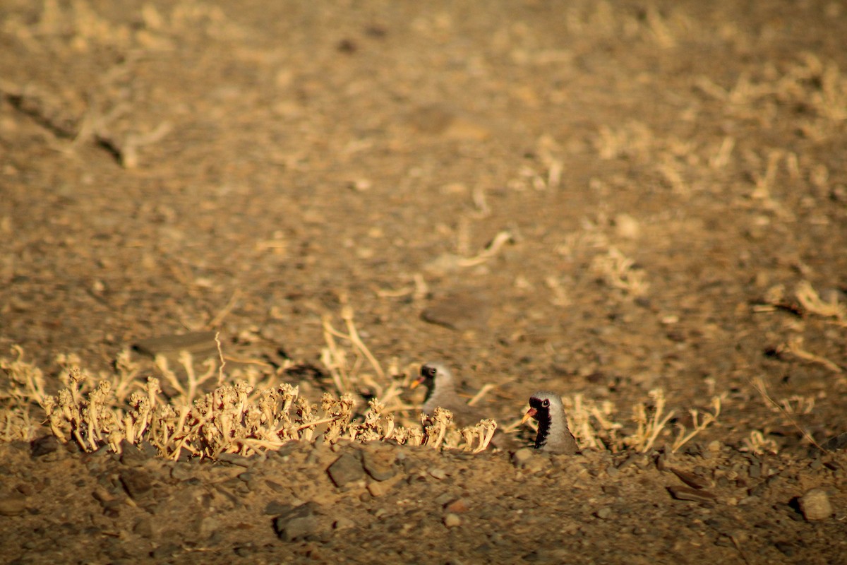 Namaqua Dove - Callum Evans