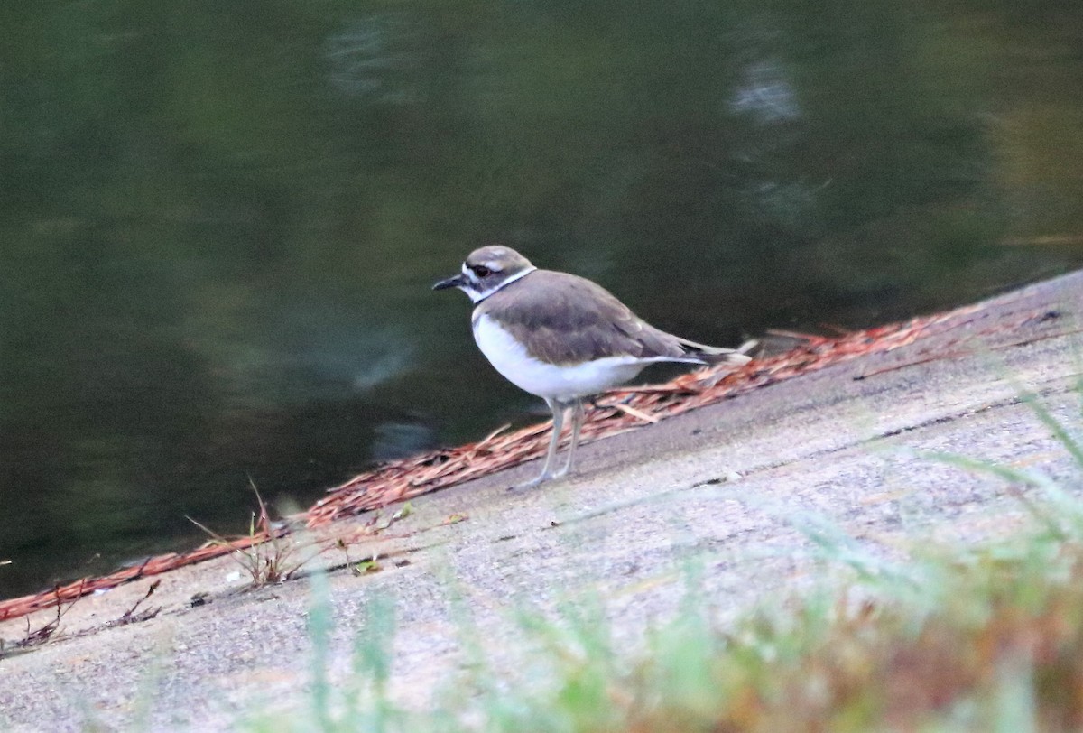 Killdeer - Kimberlie Dewey