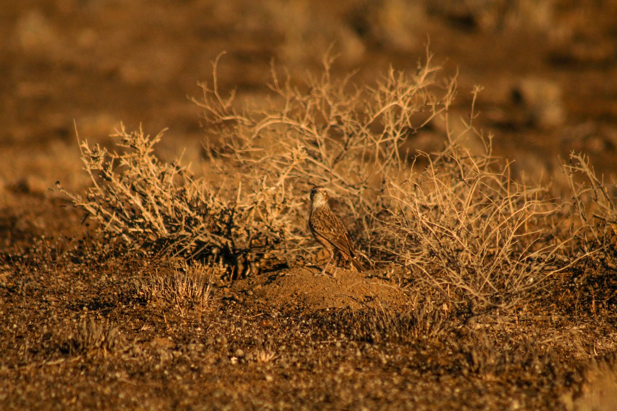 Spike-heeled Lark - ML72913341