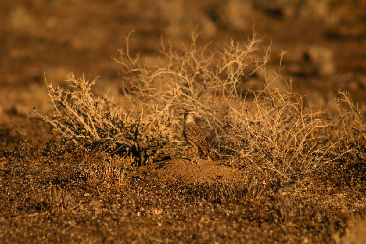 Alouette éperonnée (groupe albofasciata) - ML72913341