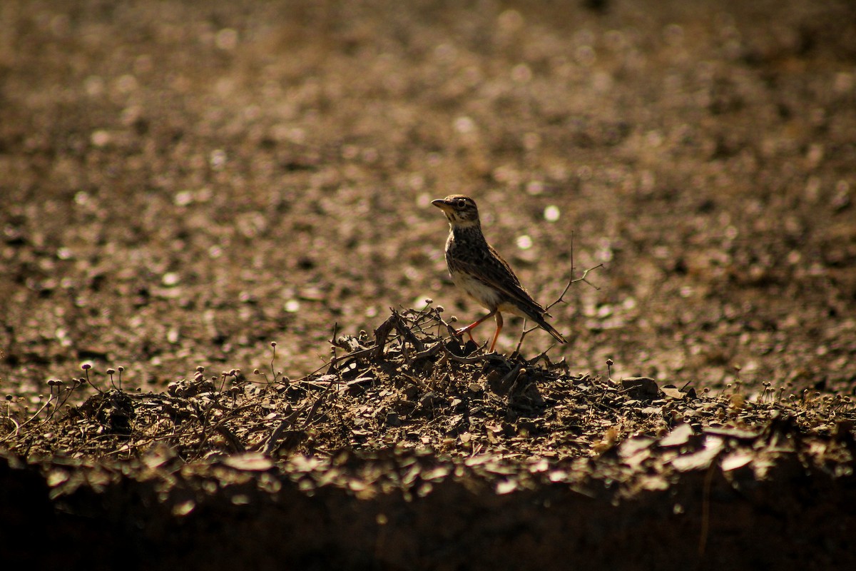 Large-billed Lark - Callum Evans