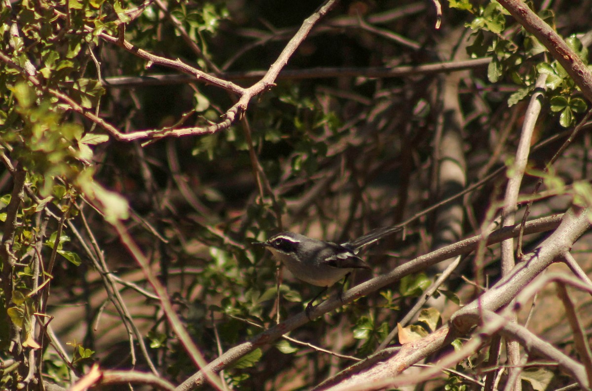 Fairy Flycatcher - ML72913361