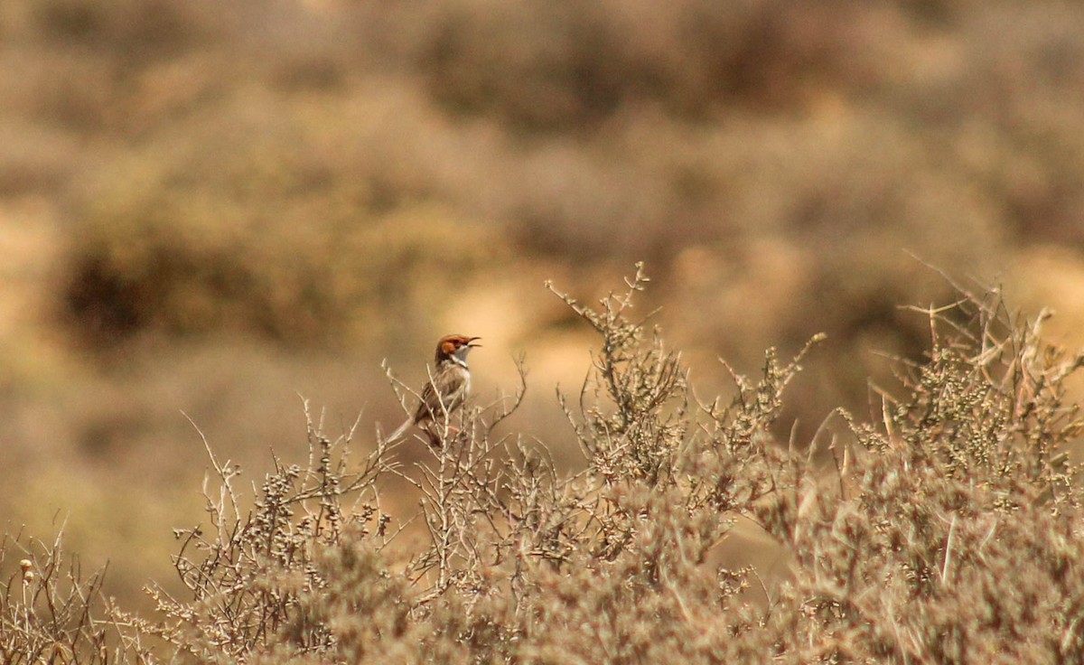 Rufous-eared Warbler - Callum Evans