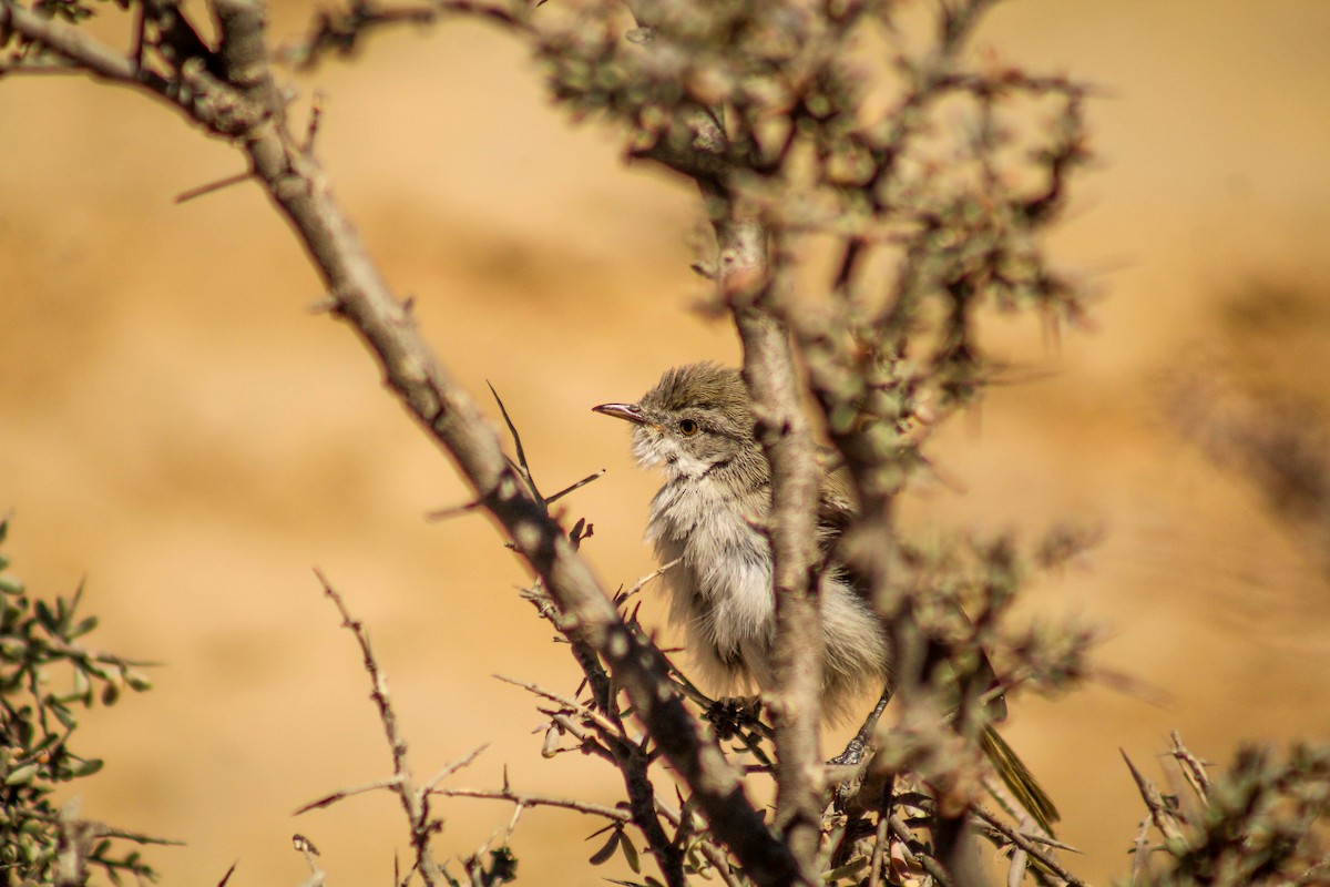 Yellow-rumped Eremomela - Callum Evans