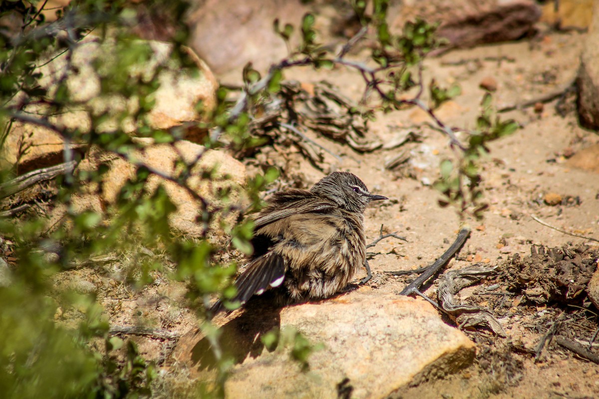 Karoo Scrub-Robin - ML72913471